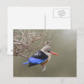 Kenia. Naher Graukopfenfischer Postkarte (Vorne/Hinten)