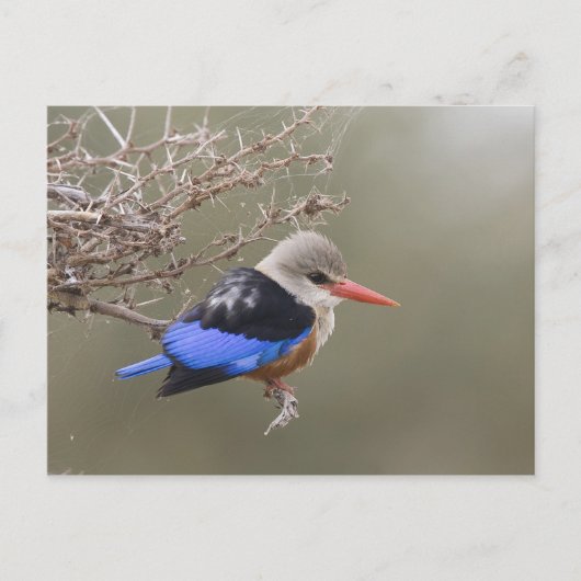 Kenia. Naher Graukopfenfischer Postkarte (Vorderseite)