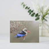 Kenia. Naher Graukopfenfischer Postkarte (Stehend Vorderseite)