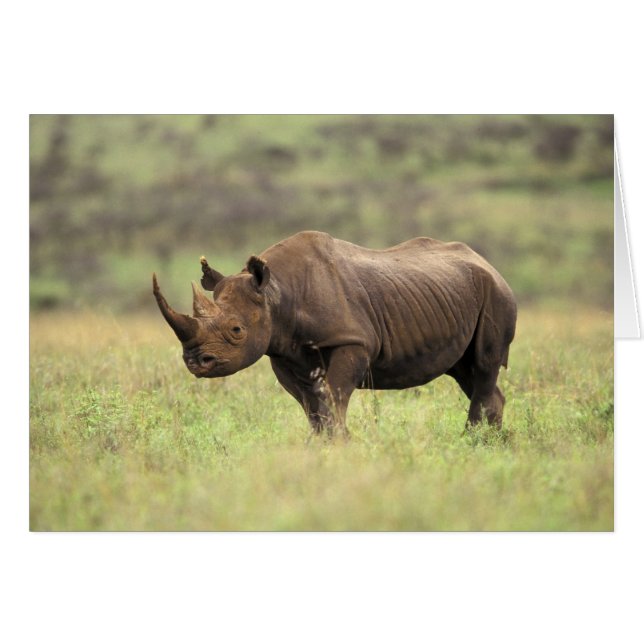 Kenia, Nairobi Nationalpark. Rhinoceros (Vorderseite (Horizontal))