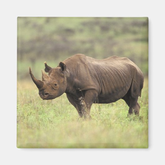Kenia, Nairobi Nationalpark. Rhinoceros Magnet (Vorne)