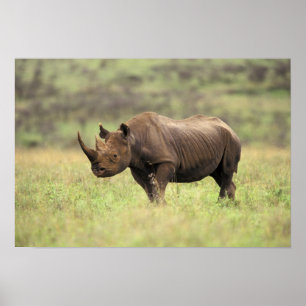 Kenia, Nairobi Nationalpark. Rhinoceros Poster