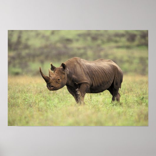 Kenia, Nairobi Nationalpark. Rhinoceros Poster (Vorne)
