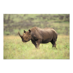 Kenia, Nairobi Nationalpark. Schwarzes Nashorn Fotodruck