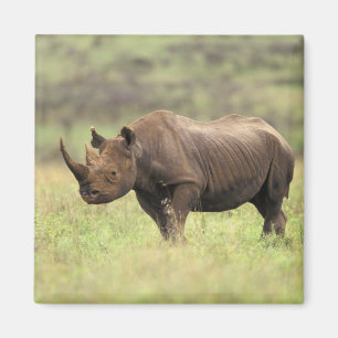 Kenia, Nairobi Nationalpark. Schwarzes Nashorn Magnet