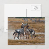 Kenia - Nairobi - Zebras im Amboseli-Nationalpark Postkarte (Vorne/Hinten)