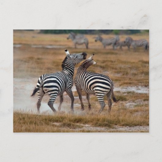 Kenia - Nairobi - Zebras im Amboseli-Nationalpark Postkarte (Vorderseite)