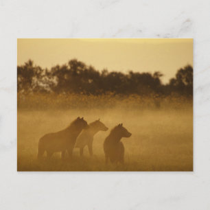 Kenia: Nationalpark des Turkana-Sees gepunktete Hy Postkarte