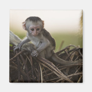 Kenia, Samburu Game Reserve. Vervet Monkey Magnet