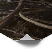 Kenia, Samburu Game Reserve. Vervet Monkey Poster (Ecke)