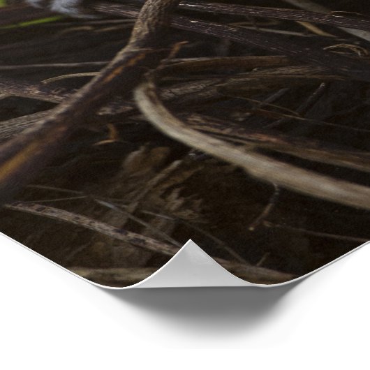 Kenia, Samburu Game Reserve. Vervet Monkey Poster (Ecke)