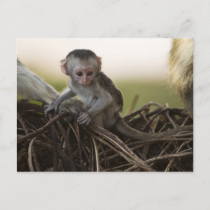 Kenia, Samburu Game Reserve. Vervet Monkey Postkarte
