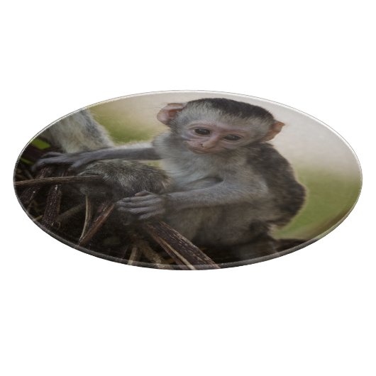 Kenia, Samburu Game Reserve. Vervet Monkey Schneidebrett (Ecke)