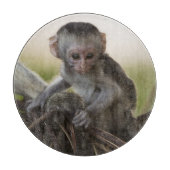 Kenia, Samburu Game Reserve. Vervet Monkey Schneidebrett (Vorderseite)