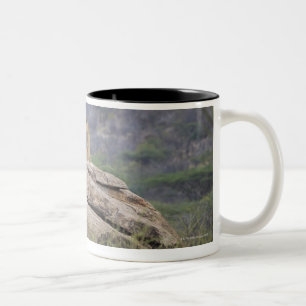 Kenia, Samburu Naturreservat, weiblicher Löwe an Zweifarbige Tasse