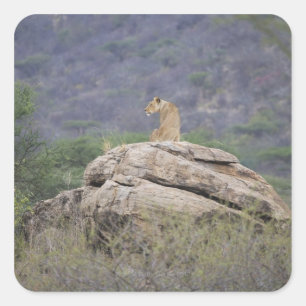 Kenia, Samburu Naturschutzgebiet, Löwe Quadratischer Aufkleber