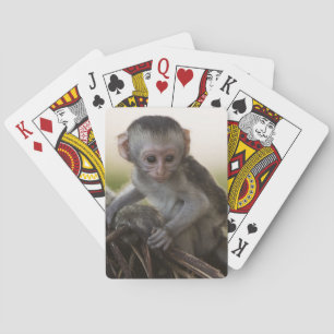 Kenia, Samburu-Wildreservat. Grüne Meerkatze Spielkarten