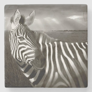 Kenia. Schwarz-Weiß von Zebra und Ebene. Steinuntersetzer