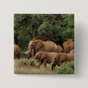 Kenia: Tsavo-East-Nationalpark, Herde Afrikanische Button