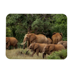 Kenia: Tsavo-East-Nationalpark, Herde Afrikanische Magnet