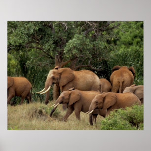 Kenia: Tsavo-East-Nationalpark, Herde Afrikanische Poster