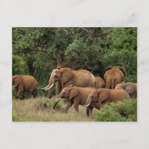 Kenia: Tsavo-East-Nationalpark, Herde Afrikanische Postkarte