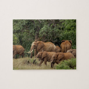 Kenia: Tsavo-East-Nationalpark, Herde Afrikanische Puzzle
