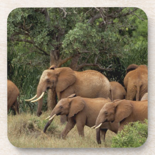 Kenia: Tsavo-East-Nationalpark, Herde Afrikanische Untersetzer