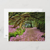 Kenmare Rhododendron Tunnel Postkarte (Vorne/Hinten)