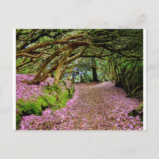 Kenmare Rhododendron Tunnel Postkarte (Vorderseite)