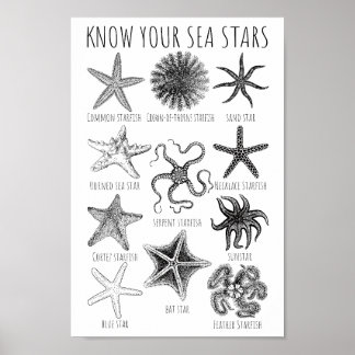 Kennen Sie Ihre Seesterne - Starfish Groups Poster