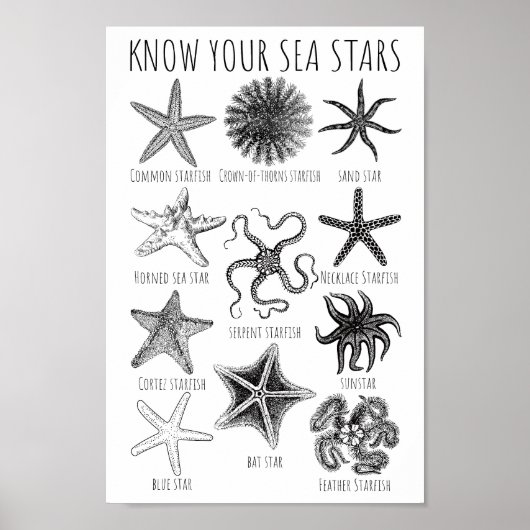 Kennen Sie Ihre Seesterne - Starfish Groups Poster (Vorne)