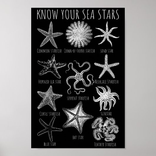 Kennen Sie Ihre Seesterne - Starfish Groups Poster (Vorne)