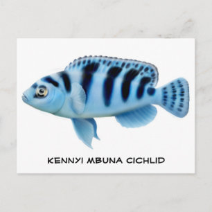 Kennyi African Cichlid Postcard Postkarte