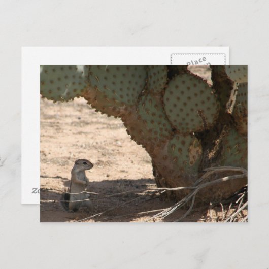 Kennys Critter Postkarte (Vorne/Hinten)