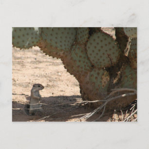 Kenny's Critter Postkarte