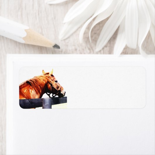 Kennzeichen für durchsichtige Pferde (Insitu)