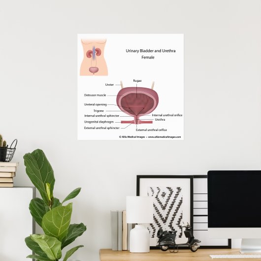 Kennzeichnung des weiblichen Harnsystems Poster (Heimbüro)