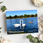 Kensignton Gardens Pond | The Royal Park LONDON UK Postkarte<br><div class="desc">Schöne zwei weiße Schwäne schwimmen im runden Teich in Kensington Gardens Royal Park London UK - Fotografie Postcard - September 2019 - Foto von Anka</div>