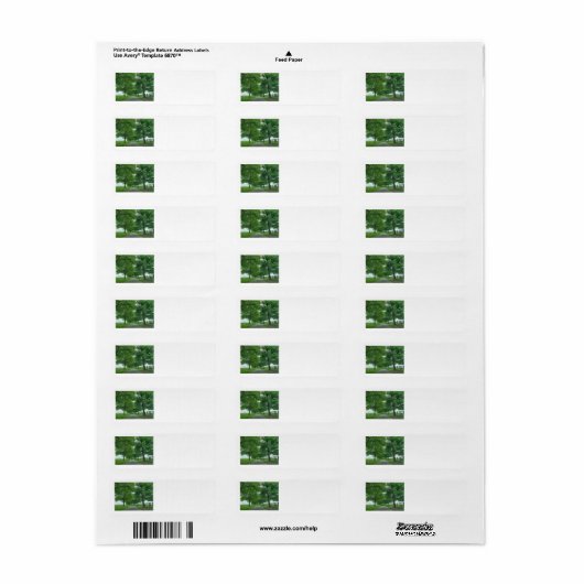 Kentucky Bluegrass (Vorne)