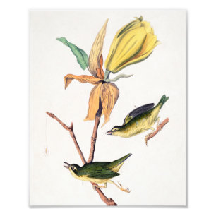 Kentucky Fly fing Warbler Birds Illustration Fotodruck