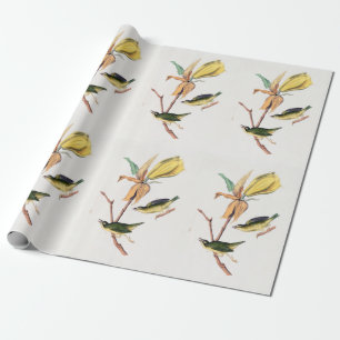 Kentucky Fly fing Warbler Birds Illustration Geschenkpapier
