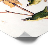 Kentucky Fly fing Warbler Birds Illustration Poster (Ecke)