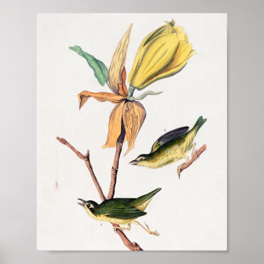 Kentucky Fly fing Warbler Birds Illustration Poster (Vorne)