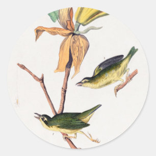 Kentucky Fly fing Warbler Birds Illustration Runder Aufkleber