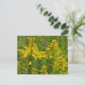 Kentucky Goldenrod Postkarte (Stehend Vorderseite)