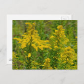Kentucky Goldenrod Postkarte (Vorne/Hinten)