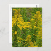 Kentucky Goldenrod Postkarte (Vorne/Hinten)