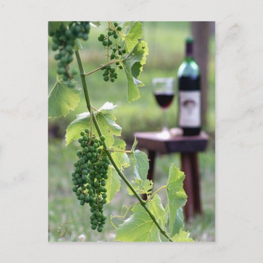 Kentucky Grapes Postkarte (Vorderseite)