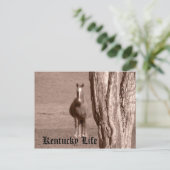 Kentucky Life Postkarte (Stehend Vorderseite)